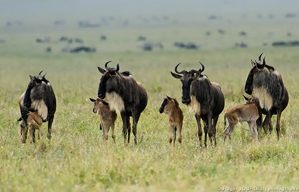 Award-Winning Photos Taken on Safari - Nature Discovery Tanzania