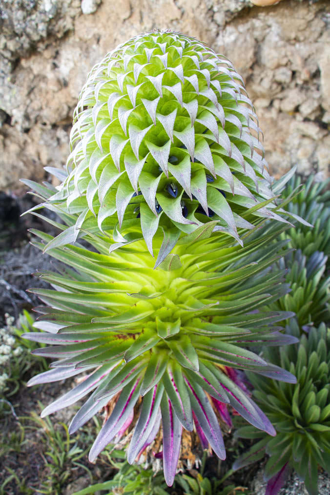 Giant Lobelia dekenii - Image by Annemarie Porter