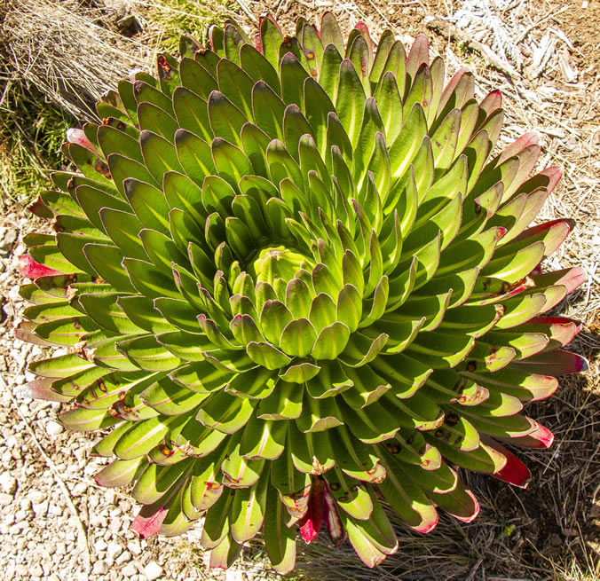 Giant Lobelia dekenii - Image by Annemarie Porter