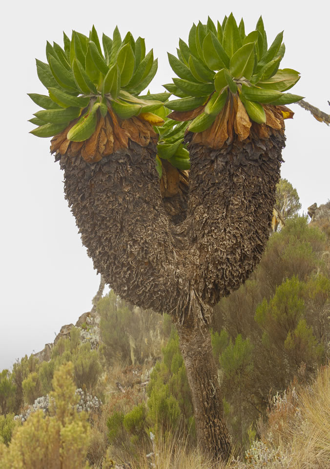 The Giant Groundsel (Dendrosenecio kilimanjari)