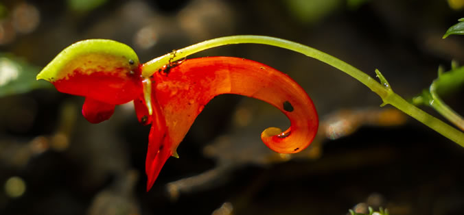 Kilimanjaro Impatiens