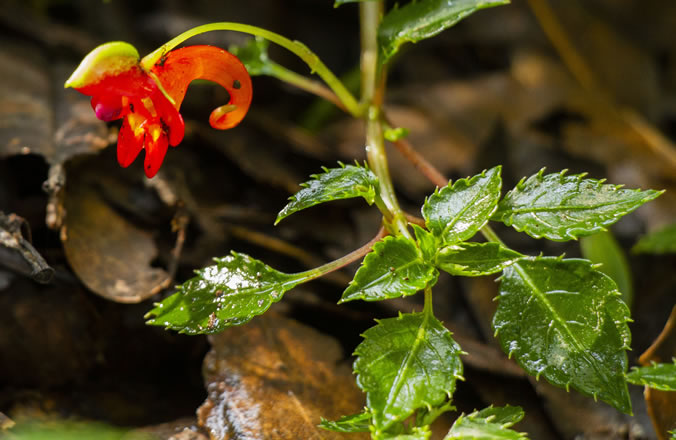 Kilimanjaro Impatiens