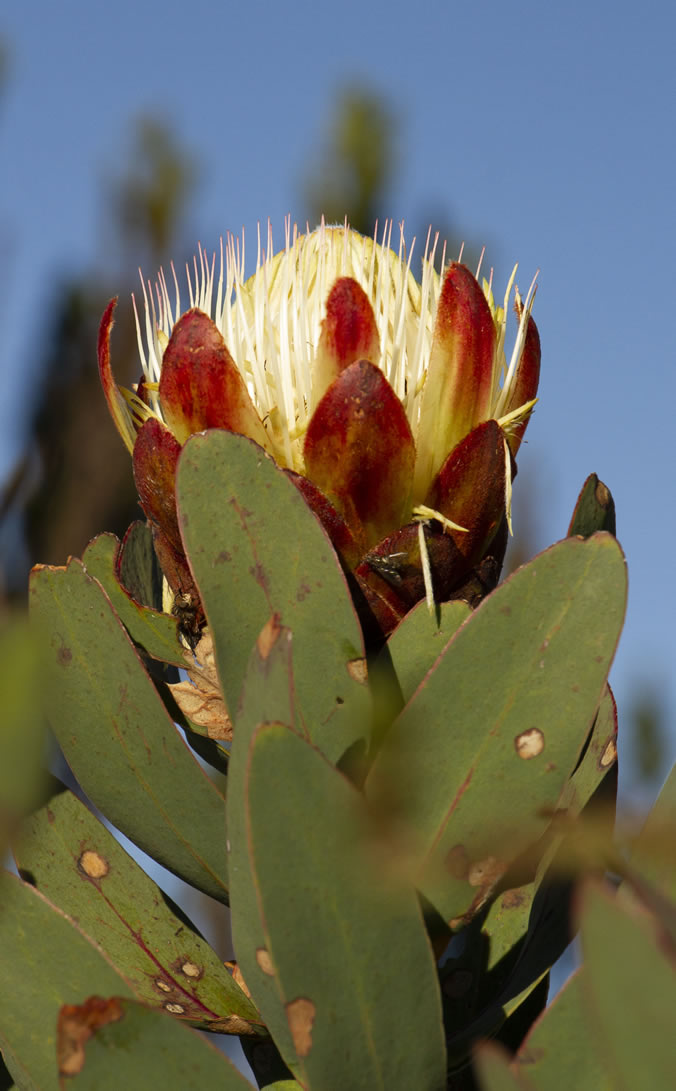 Protea Kilimanjarica - Images by Annemarie Porter