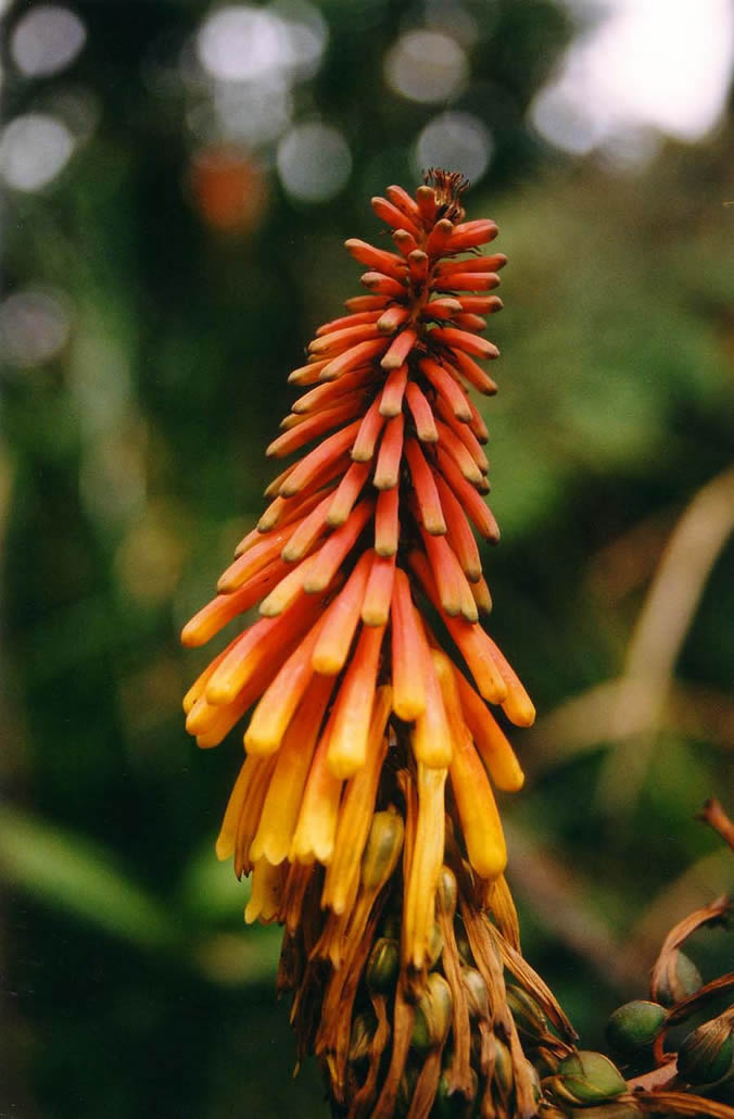 Red Hot Poker