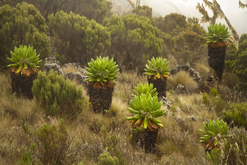 Giant Senecio kilimanjari