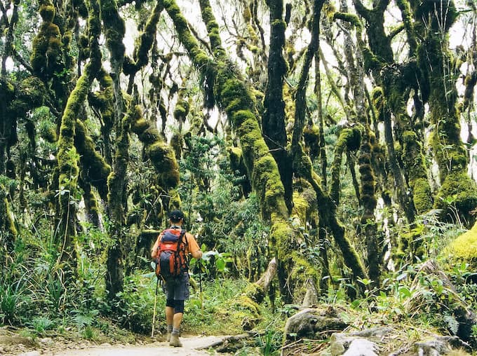 Spanish moss thrives in the montane rainforest, here on the Meeka Route descent 